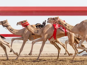 Al Marmoom Camel Racetrack