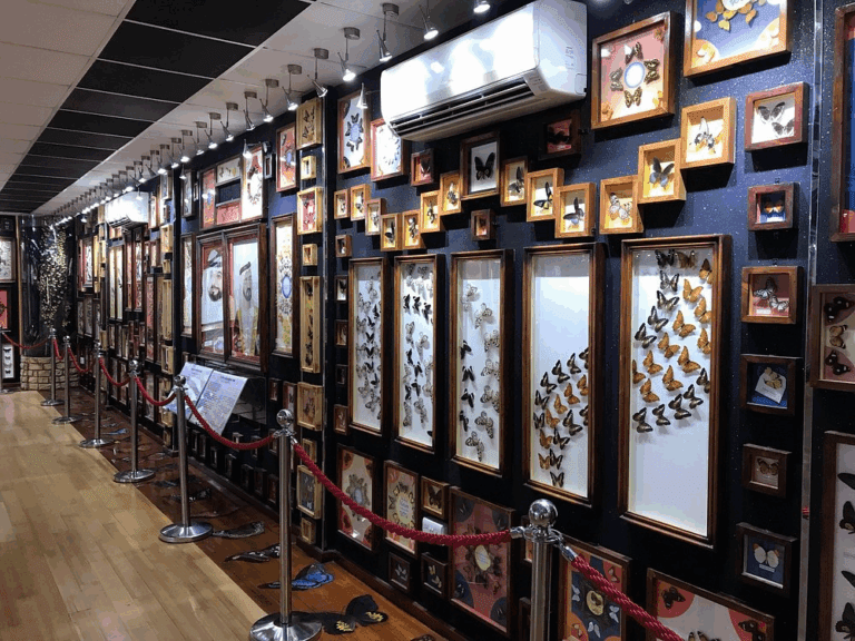 Dubai Butterfly Garden - Image 08 (April 27, 2026)