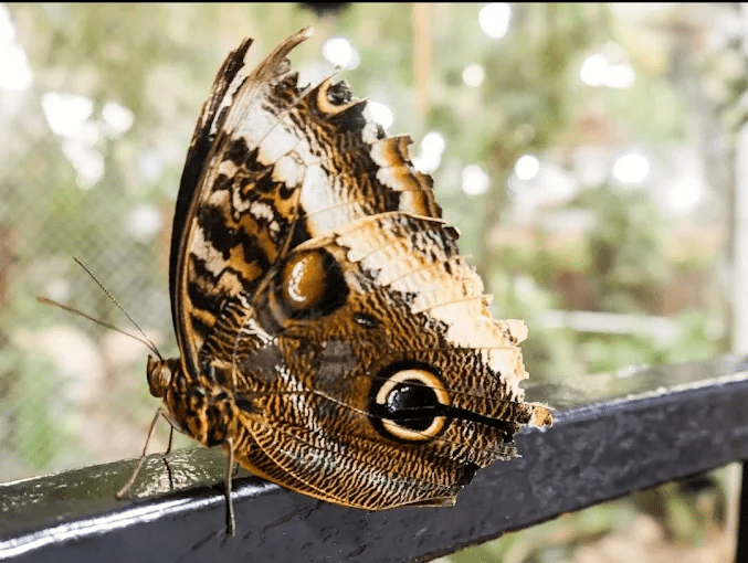 Dubai Butterfly Garden - Image 06 (April 27, 2026)