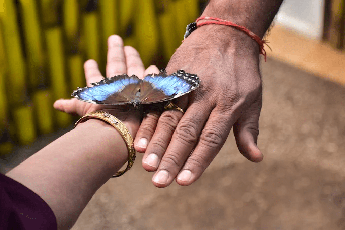 Dubai Butterfly Garden - Image 07 (April 27, 2026)