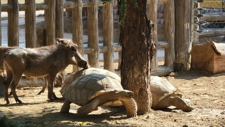 Dubai Safari Park - Image 09 (April 27, 2026)