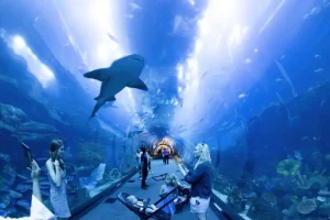 Dubai Aquarium - Image 06 (June 2, 2026)