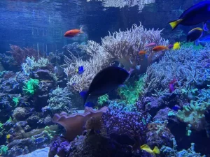 Dubai Aquarium - Image 08 (June 2, 2026)