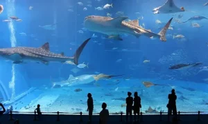 Dubai Aquarium - Image 07 (June 2, 2026)