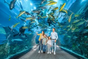 Dubai Aquarium - Image 04 (June 2, 2026)